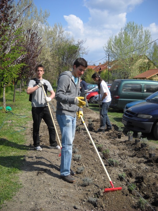 levendula201109.jpg